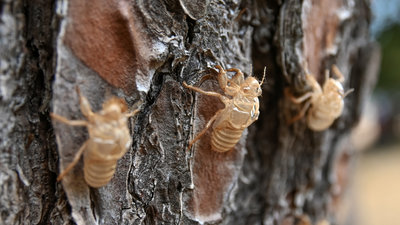 Mississippi’s termite swarms are here, and a single treatment can cost up to $1,750