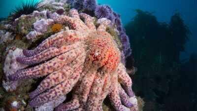 More than 99% of California’s sunflower sea stars vanished, now scientists have found a mysterious colony that could help revive dying kelp forests