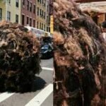 Manhattan’s got a hairy situation! Giant 10-foot hairball ‘Tumblehair’ takes over the streets of NYC