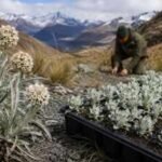 New Zealand’s rare woollyhead nearly disappeared from the wild. Two surviving plants helped produce 250 seedlings now heading back to the reserve | World News