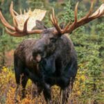 Newfoundland introduced moose in 1878, today, the population of 11,000 is on the verge of eradicating the island’s forests