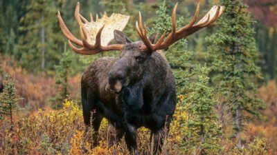 Newfoundland introduced moose in 1878, today, the population of 11,000 is on the verge of eradicating the island’s forests