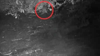 First time in 100 years, North American river otter spotted in the Bronx River: ‘I could hardly believe what I was seeing’