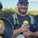 Ohio construction workers found a kitten trapped inside an excavator; now she has her own hard hat and a job working with them | World News
