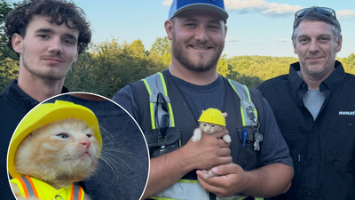 Ohio construction workers found a kitten trapped inside an excavator; now she has her own hard hat and a job working with them | World News