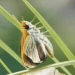 Only nine of these butterflies were found across the US in 2022; three years later researchers released more than 1,300 to rebuild the species