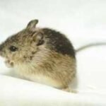 In 2024, Colorado stepped up restoration for the Preble’s meadow jumping mouse; two years later, a new project is expanding habitat protection