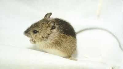 In 2024, Colorado stepped up restoration for the Preble’s meadow jumping mouse; two years later, a new project is expanding habitat protection