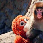 Punch The Baby Monkey: Punch, the baby monkey, turns 1: His childhood loneliness has turned him into a baby protector and he’s received 25000 birthday cards on his special day