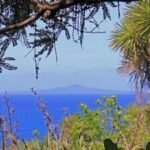 How 280,000 volunteer-planted trees transformed New Zealand’s Tiritiri Matangi from a degraded island into a conservation sanctuary
