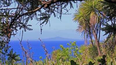How 280,000 volunteer-planted trees transformed New Zealand’s Tiritiri Matangi from a degraded island into a conservation sanctuary