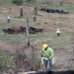 Ranch Fire: California’s Ranch Fire burned 459,123 acres in 53 days; eight years later, crews planted 71,000 seedlings across the scar in eight days