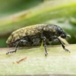 Between 1969 and 1972, the US released a European weevil to fight invasive musk thistle; it later attacked at least 25 native thistles, including rare and endangered species