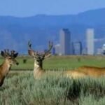 Colorado cleaned up Rocky Mountain Arsenal after decades of weapons and chemical production; a 15,000-acre refuge now supports more than 330 animal species