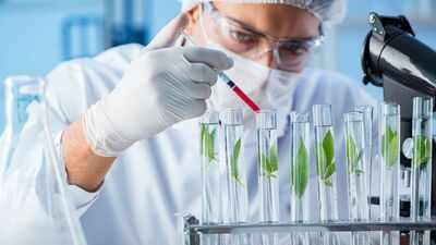 Wolfsbane and larkspur can paralyse in tiny doses; scientists found six enzymes that could help turn their chemistry into future medicines