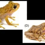 Scientists found a new species hiding in a museum drawer for more than a century; the Ecuadorian frog had been mistaken for another species |