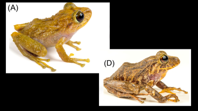 Scientists found a new species hiding in a museum drawer for more than a century; the Ecuadorian frog had been mistaken for another species |