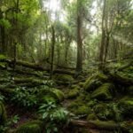 Scientists looking for giant trees in Taiwan discovered a hidden forest filled with some of East Asia’s tallest trees | World News