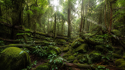 Scientists looking for giant trees in Taiwan discovered a hidden forest filled with some of East Asia’s tallest trees | World News
