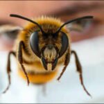 Scientists trained honeybees to recognise human faces, showing how tiny brains can distinguish faces by the arrangement of their features |