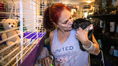 She lost a grandson and dozens of guinea pigs in a house fire; today, she runs a Massachusetts sanctuary caring for nearly 400 abandoned guinea pigs | World News
