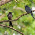 In 1935, black drongos were introduced on Rota to control crop pests; decades later the aggressive birds spread to Guam and became a threat to native birds
