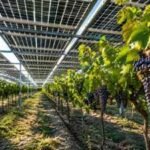 Solar panels were installed above grapevines in Italy’s Puglia, and the harvest revealed a surprising 277% jump in grape production |