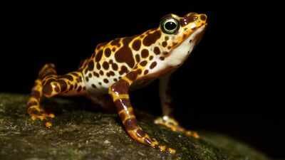South American frogs are losing their poisonous skin which keeps them safe from predators: Scientists reveal how they could get it back |