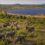 Sri Lanka planned 17 solar projects in Hambantota, but the development could reduce scrubland used by more than 400 elephants | World News