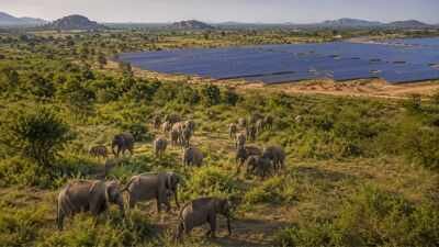 Sri Lanka planned 17 solar projects in Hambantota, but the development could reduce scrubland used by more than 400 elephants | World News