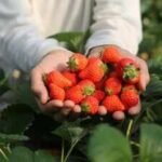 In 2024, a 192,560 sq ft industrial project won approval on 22 acres beside New Jersey’s Monmouth battlefield; two years later the state paid  million to preserve the former strawberry farm as part of the park