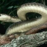 The black mamba is the fastest snake on Earth, but its incredible speed isn’t its only weapon; here’s how it hunts, strikes and captures prey with remarkable efficiency