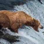 Alaska’s live bearcam has become a summer hit: 7.3 million views in six weeks as brown bears gather at Brooks Falls to catch salmon