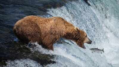 Alaska’s live bearcam has become a summer hit: 7.3 million views in six weeks as brown bears gather at Brooks Falls to catch salmon