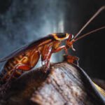 Newborn German cockroaches eat from a shared fecal pile and learn their colony’s smell; the social bond may explain why traps often fail