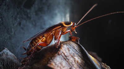Newborn German cockroaches eat from a shared fecal pile and learn their colony’s smell; the social bond may explain why traps often fail