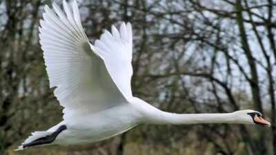 In 1962, five pet mute swans escaped in Maryland; within four decades their descendants neared 4,000 and were eating 10.5 million pounds of Chesapeake Bay grasses a year
