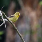A Virginia farmer protected his land from development and persuaded his neighbours to follow; 25 years later, nearly 2,500 acres of private farms now form a wildlife corridor