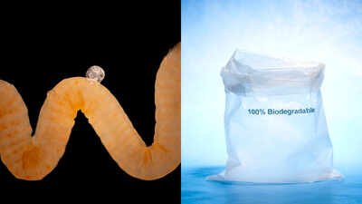 Nature invented biodegradable plastic millions of years ago and animals have been eating it ever since; scientists now think it could offer a clue to Earth’s plastic crisis