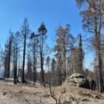 Thousands of donors raised .65 million to save a 530-acre California sequoia grove, but the Castle Fire killed more than 100 ancient trees
