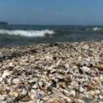 Thousands of zebra mussels were detected in Spain’s Ebro River in 2001; today they are collapsing structures and pipes with a population of 40,000 per square meter