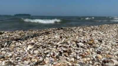 Thousands of zebra mussels were detected in Spain’s Ebro River in 2001; today they are collapsing structures and pipes with a population of 40,000 per square meter