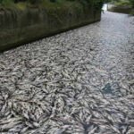 Tons of fish die in Polish canal as toxic golden algae bloom sparks fears of another major ecological disaster﻿ | World News
