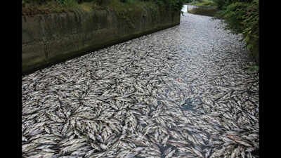 Tons of fish die in Polish canal as toxic golden algae bloom sparks fears of another major ecological disaster﻿ | World News