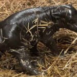 Toronto gets its own ‘Moo Deng’; pygmy hippo calf born to 20-year-old mother, took first steps within minutes of birth