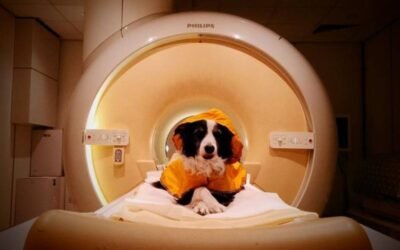 Dog parents, you were right all along! Scientists finally find dogs can tell when you’re sad, scared, or angry – here’s why they want you to smile