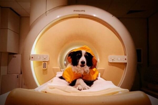 Dog parents, you were right all along! Scientists finally find dogs can tell when you’re sad, scared, or angry – here’s why they want you to smile