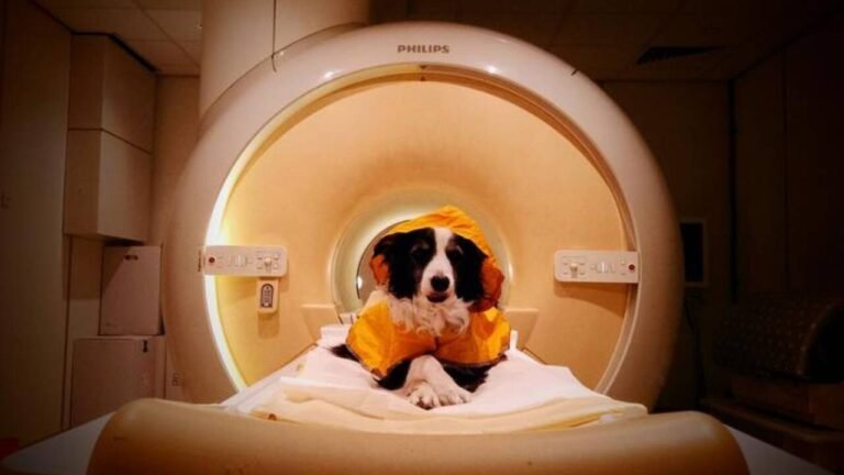 Dog parents, you were right all along! Scientists finally find dogs can tell when you’re sad, scared, or angry – here’s why they want you to smile