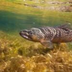 In 1953, construction narrowed Cape Cod’s Fresh Brook; a concrete weir then blocked sea-run brook trout from their spawning grounds, and 73 years later it is set to be removed to bring the native trout back