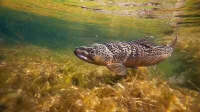 In 1953, construction narrowed Cape Cod’s Fresh Brook; a concrete weir then blocked sea-run brook trout from their spawning grounds, and 73 years later it is set to be removed to bring the native trout back